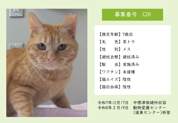 猫C20のポスター