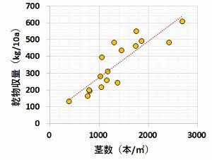 図茎数と収量