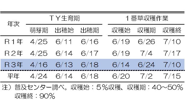 表一番草生育状況