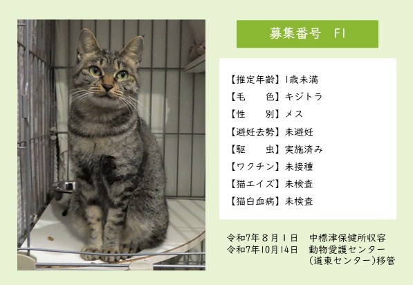 猫F1のポスター